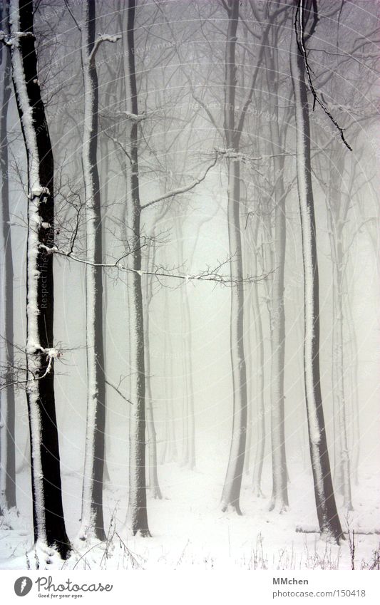 Zauberwald Wald Baum Nebel Schnee weiß schwarz Märchen Märchenwald Ast mystisch Verhext Waldlichtung Hexe Zauberer Einsamkeit Winter