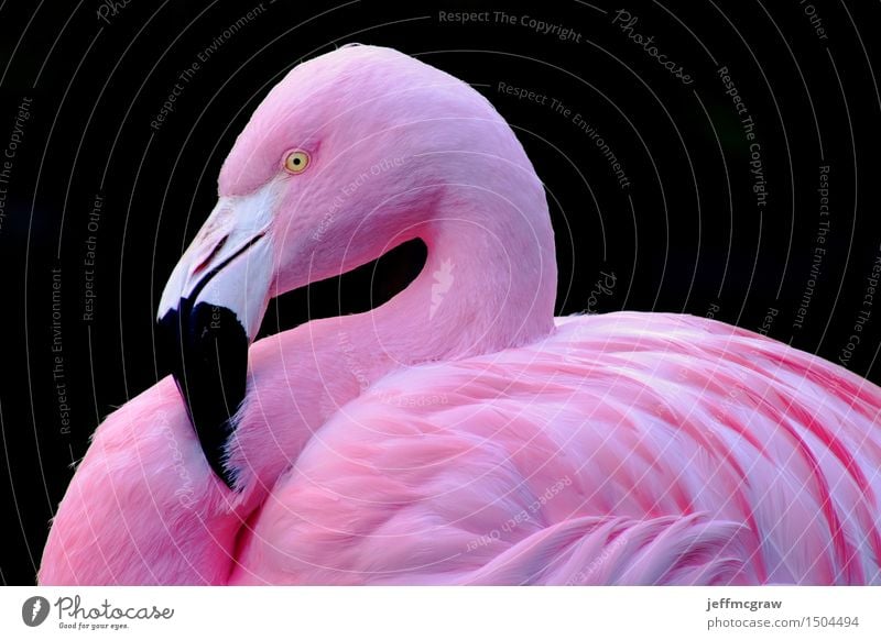 Chilenischer Flamingo Tier Teich Haustier Wildtier Vogel 1 atmen hören stehen hell rosa chilenisch Feder farbenfroh Schnabel Tierwelt gefährdet Farbfoto