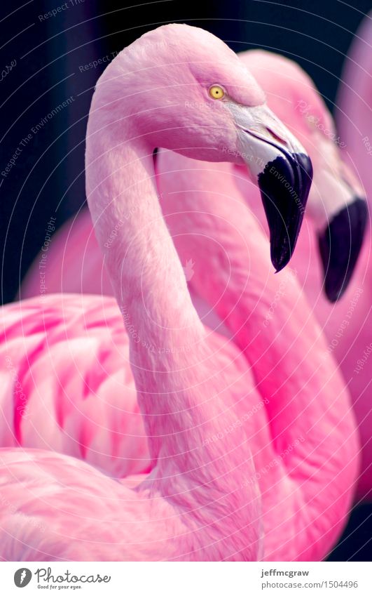 Chilenisches Flamingoportrait Tier Teich Haustier Wildtier Vogel 2 3 beobachten füttern hören stehen hell einzigartig schön rosa chilenisch Feder farbenfroh