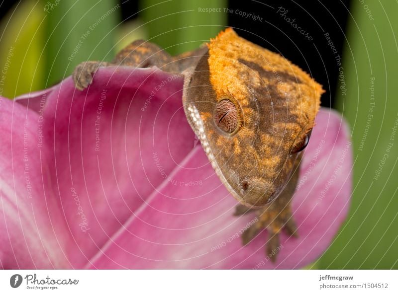 Gecko auf rosa Blume Tier Haustier Wildtier Tiergesicht Schuppen 1 hängen hocken hören Jagd krabbeln Lächeln Farbfoto mehrfarbig Nahaufnahme Detailaufnahme
