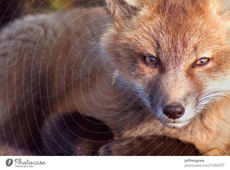 Baby-Fox-Porträt Tier Gras Wiese Wildtier Fuchs 1 Tierjunges hocken hören knien sitzen schön kuschlig klein Farbfoto mehrfarbig Außenaufnahme Textfreiraum links