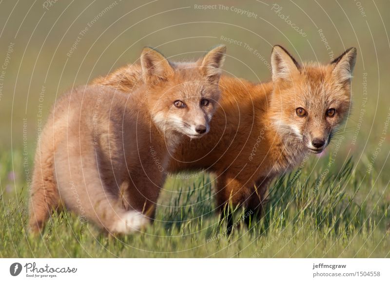 Junge Fox-Kits Umwelt Natur Pflanze Tier Sonnenlicht Gras Wiese Wildtier Fuchs 2 Tierjunges Spielen schön kuschlig klein natürlich Farbfoto mehrfarbig