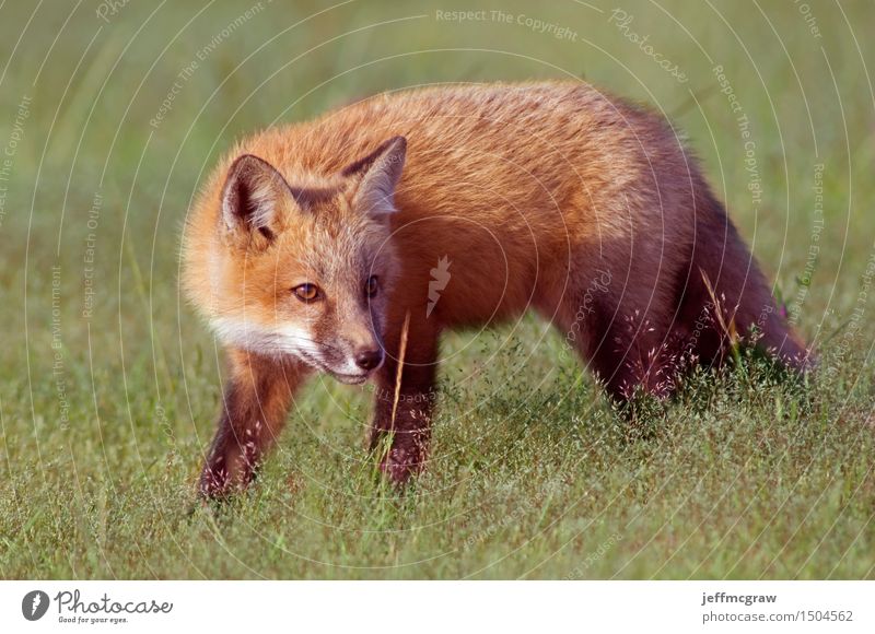 Junger Fox Out Exploring Umwelt Natur Pflanze Tier Frühling Sommer Gras Wiese Wildtier Fuchs 1 Tierjunges hocken hören Jagd Spielen schön kuschlig klein