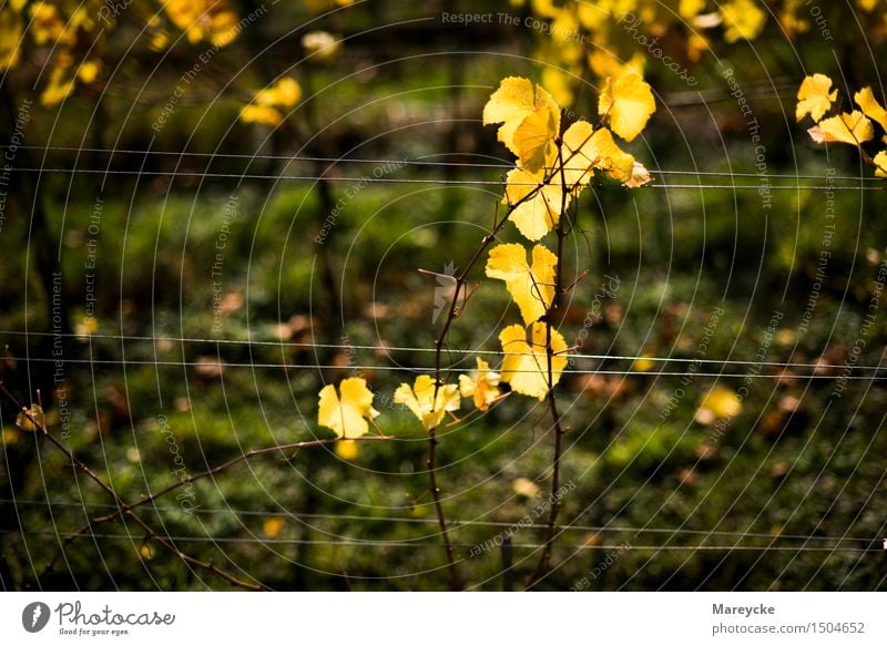 Reben im Herbst Natur Schönes Wetter Sträucher Blatt Farbe Stimmung Wein Weinberg Pflanze gelb Farbfoto Außenaufnahme Tag Kontrast