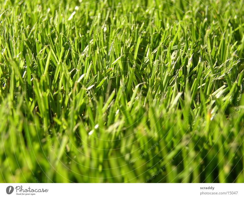 Gras grün saftig Wiese Feld Halm Strukturen & Formen