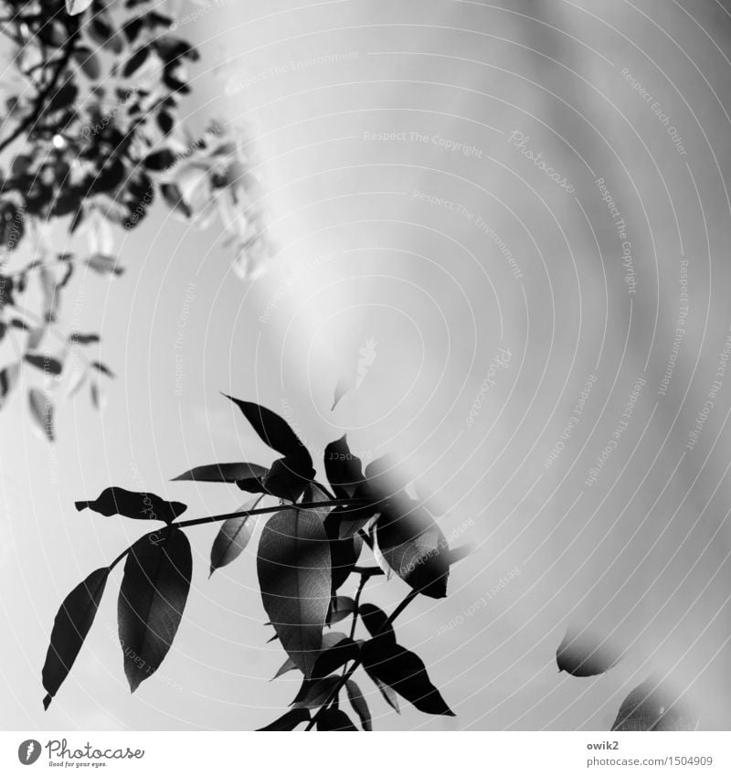 Abzweigung Umwelt Natur Pflanze Wolkenloser Himmel Klima Schönes Wetter Blatt Wildpflanze Zweig Laubbaum Bewegung hängen Wachstum ruhig Idylle Windstille