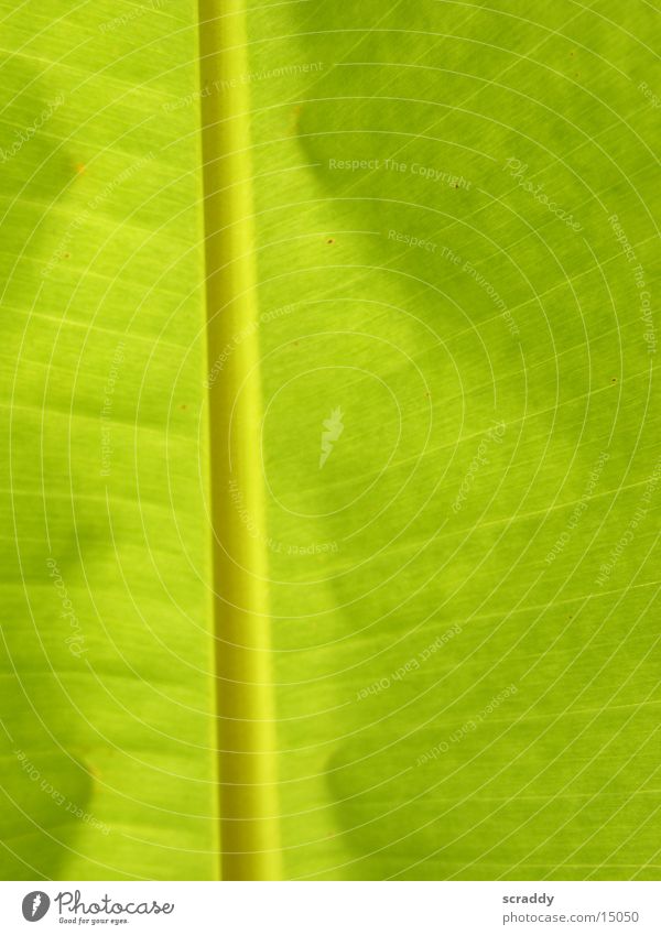Bananenblatt Blatt grün Beleuchtung Palmenwedel Sonne