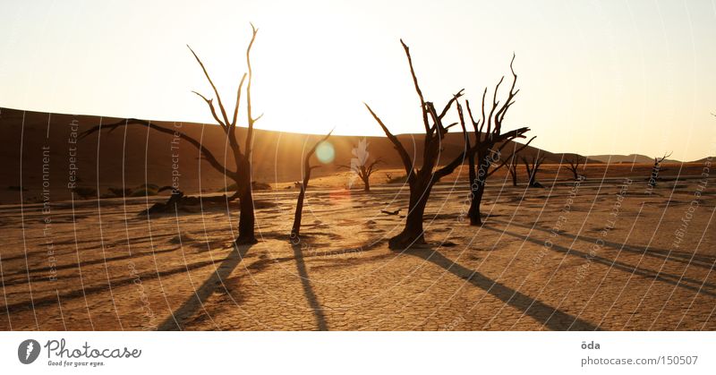 Dead Vlei Wüste Baum Tod Sensenmann trocken Schatten Geäst Namibia Sossusvlei Einsamkeit Landschaftsformen Afrika Riss