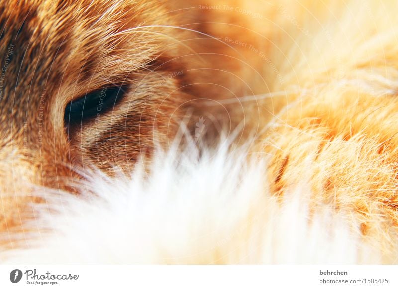 letztes foto... Haustier Katze Tiergesicht Fell 1 Erholung schlafen schön orange Kuscheln kuschlig weich zart Tierliebe Auge berühren träumen Geborgenheit