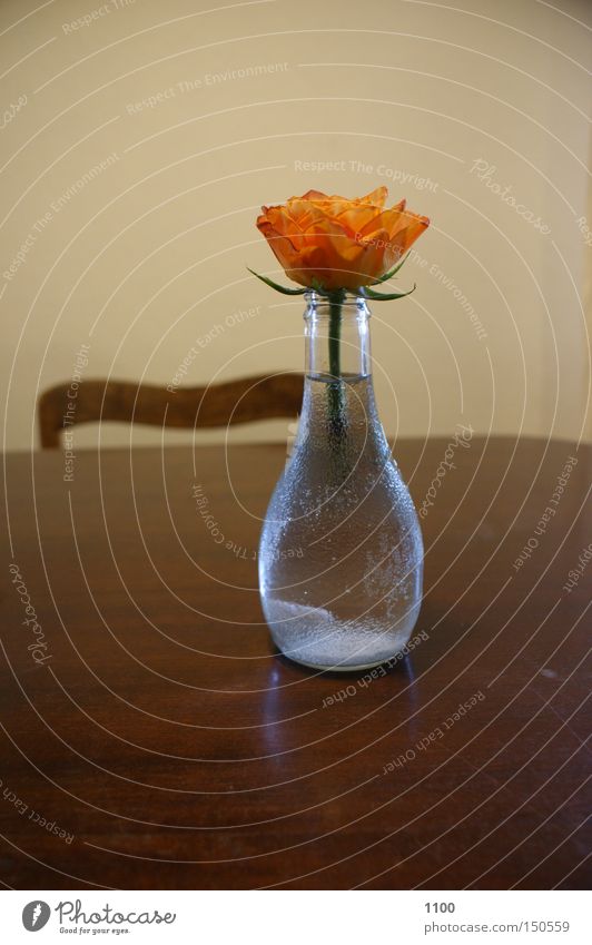 Vasenblümchen Blume Blumenvase Blüte Dekoration & Verzierung Flasche Grünpflanze Pflanze Schatten Stengel Stuhl Tisch Tischplatte Haushalt Licht
