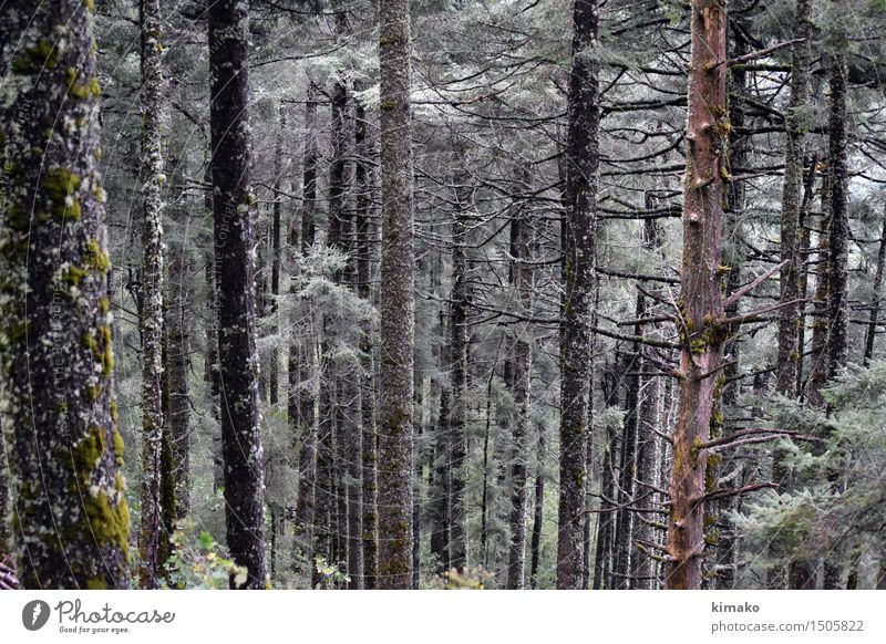 Vorbildlicher Wald Abenteuer Winter Berge u. Gebirge wandern Umwelt Natur Pflanze Luft Wind Baum Gras Sierra Chincua Duft frisch Gesundheit schön Freude