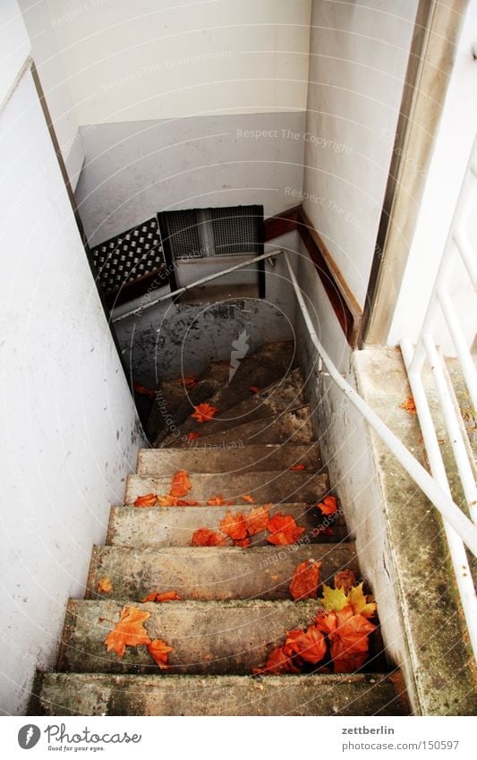 Kellereingang Treppe verborgen Versteck Vorrat Lager Haus Häusliches Leben Geländer Treppengeländer Herbst abwärts Abstieg Fenster Detailaufnahme kellertreppe