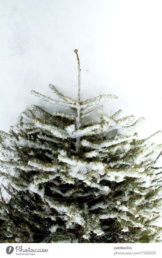 Weihnachtsbaum/slight return Anti-Weihnachten kalt Natur Neuschnee Schnee Schneedecke Tauwetter Winter Baum Nadelbaum Menschenleer