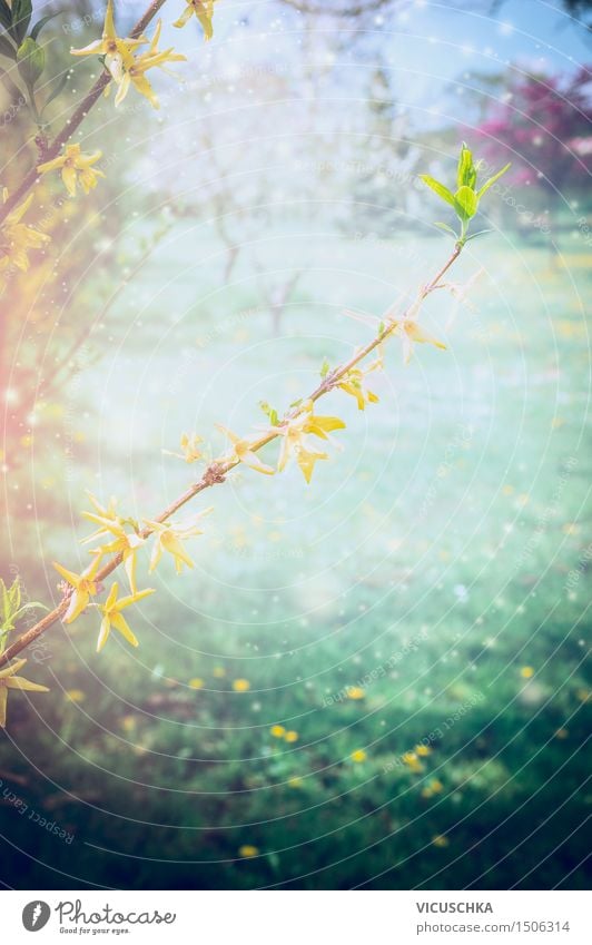 Blühende Forsythia im Frühling Garten Lifestyle Stil Natur Pflanze Sonnenlicht Schönes Wetter Sträucher Blatt Blüte Park weich gelb Frühlingsgefühle Design