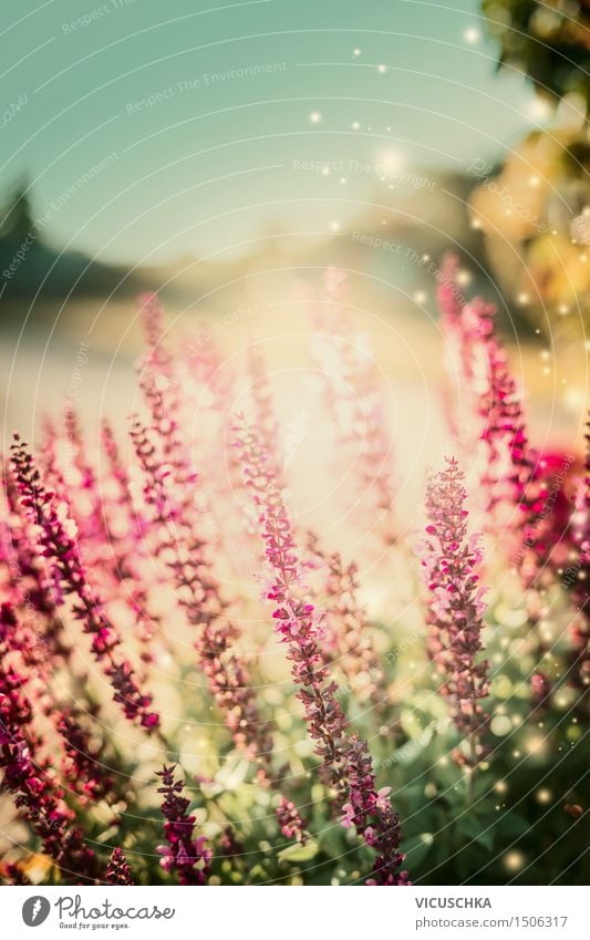Sommer Garten mit Salbei Blumen Lifestyle Natur Pflanze Sonnenaufgang Sonnenuntergang Sonnenlicht Herbst Schönes Wetter Blatt Blüte Park Blühend Design Duft
