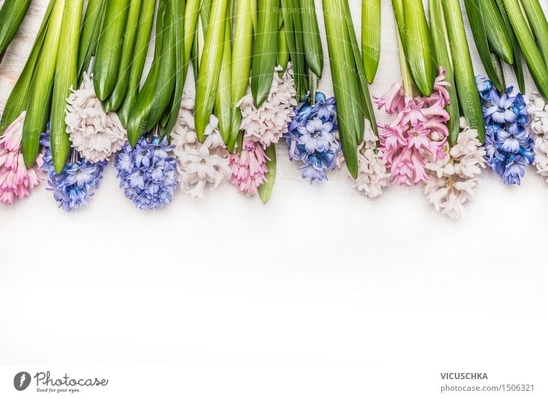 Frühlingsblumen Hintergrund mit Hyazinthen auf weißem Holz Stil Design Sommer Garten Dekoration & Verzierung Feste & Feiern Natur Pflanze Blume Blatt Blüte