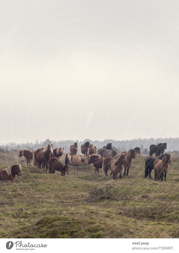 Pferde, Herde, Erde Landschaft Wolken schlechtes Wetter Nebel Weide Tier Nutztier Blick schlafen braun Kraft Vertrauen ruhig Freundschaft ruhen aufwachen