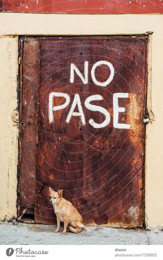 NO PASE Kuba Südamerika Mittelamerika Karibik Tür Tier Haustier Hund Haushund 1 Vorhängeschloss Rost Metall Schriftzeichen Hinweisschild Warnschild