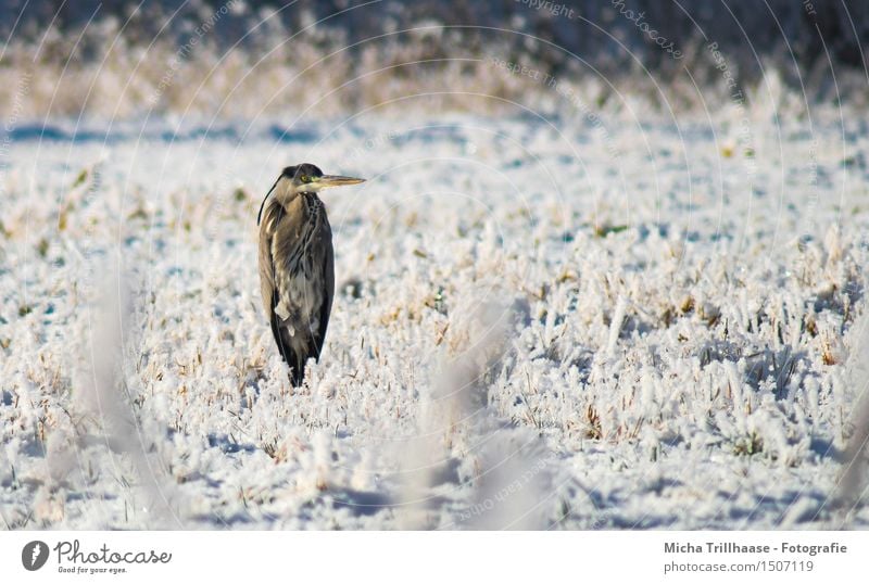 Nix los hier Winter Schnee Umwelt Natur Tier Sonnenlicht Schönes Wetter Eis Frost Gras Wiese Wildtier Vogel Tiergesicht Flügel 1 beobachten fliegen frieren