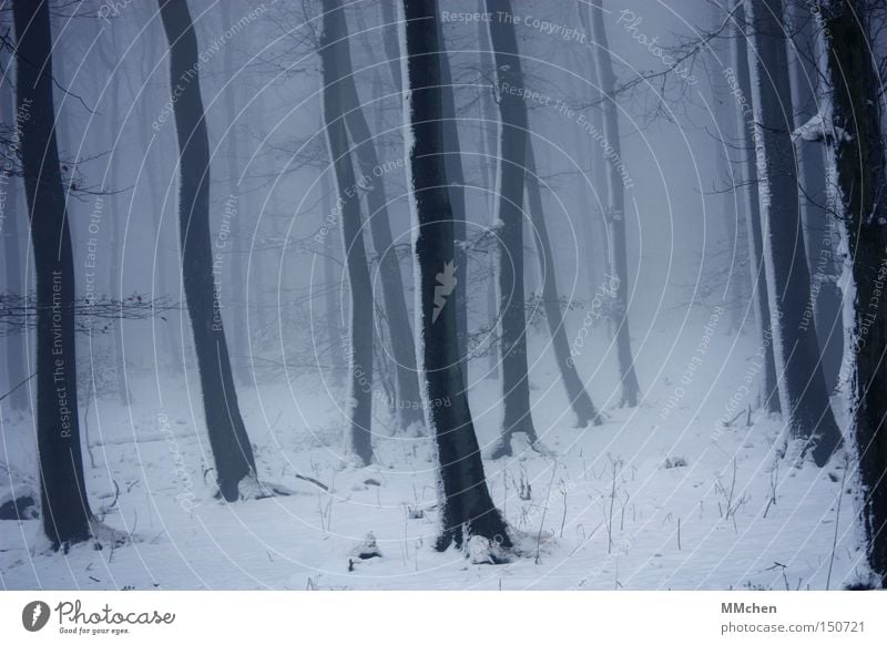 BühnenBild Wald Unterholz dunkel Baum Nebel Schnee kalt Märchen mystisch Hexe Eifel Winter Baumstamm Angst Panik