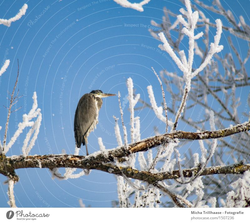 Reiher im Baum Winter Schnee Umwelt Natur Tier Himmel Sonnenlicht Wetter Schönes Wetter Eis Frost Wildtier Vogel Tiergesicht Flügel 1 beobachten Erholung
