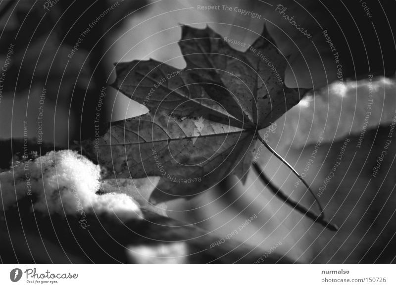 Dezemberblatt Blatt Herbst Winter Schnee Frost kalt Ast Baum analog graphisch träumen Schwarzweißfoto 25ASA Vivitar Minolta Adox Orthochromatisch