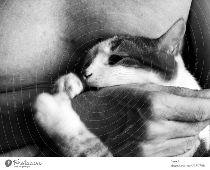 Biss Schwarzweißfoto Innenaufnahme Nahaufnahme Detailaufnahme Tag Spielen maskulin Mann Erwachsene Zähne Brust Hand 1 Mensch 45-60 Jahre Tier Haustier Katze