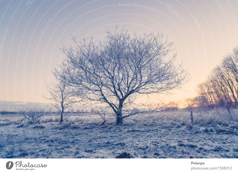 Gefrorener Baum auf einem Feld schön Ferien & Urlaub & Reisen Winter Schnee Natur Landschaft Himmel Wetter Coolness hell blau weiß Einsamkeit Dänemark