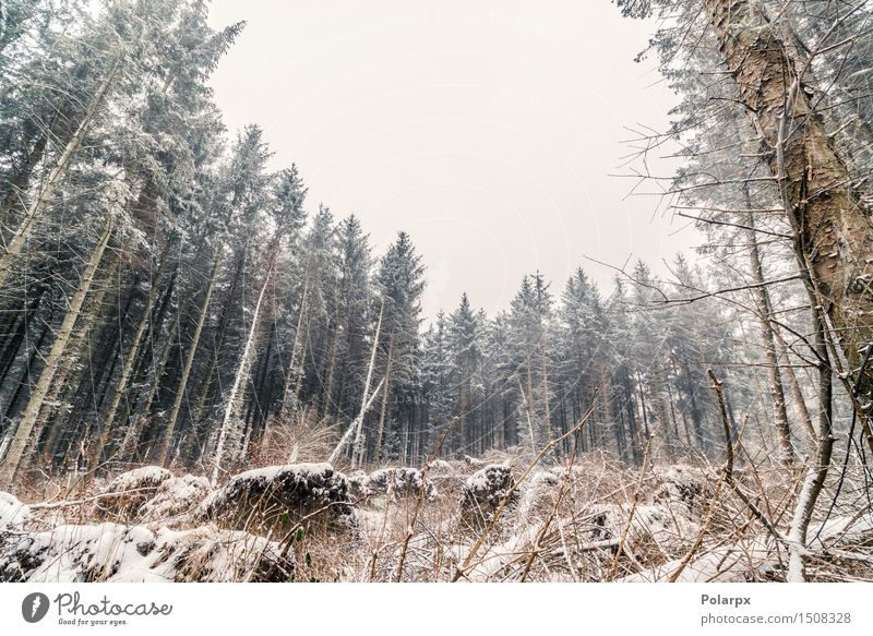 Kiefern im Winter schön Schnee Umwelt Natur Landschaft Himmel Wetter Nebel Baum Gras Wald Coolness grau weiß Skandinavien Dänemark Weihnachten kalt Jahreszeiten