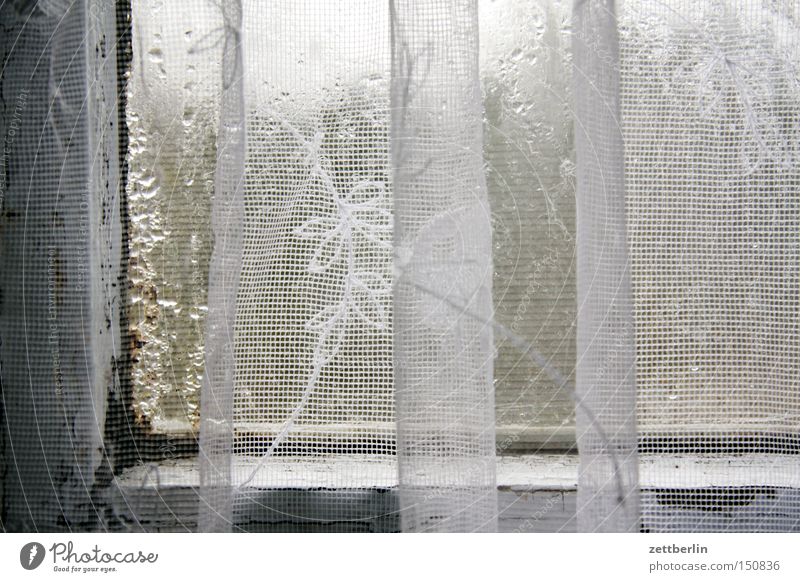 Fenster Fensterscheibe Scheibe Glas Gardine Wasser Kondenswasser Häusliches Leben Altbau Sanieren Renovieren Modernisierung Sauberkeit Schimmelpilze