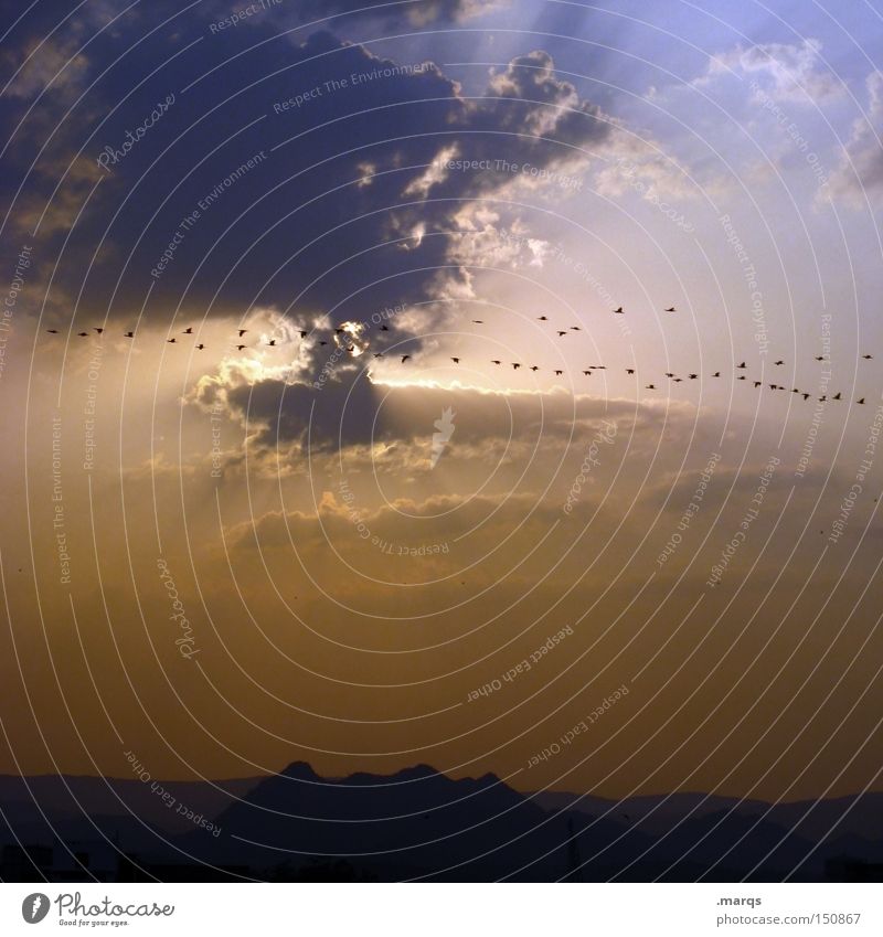Zugvögel Vogel Indien Wolken Sonne fliegen Vogelschwarm Zugvogel Horizont Dämmerung Sonnenuntergang Sommer Luftverkehr Wärme Ferien & Urlaub & Reisen