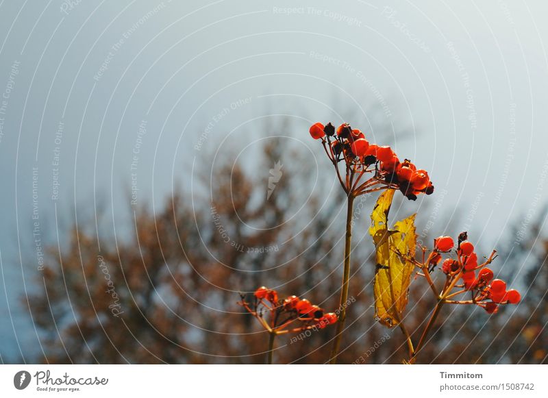 Reife Früchtchen. Natur Pflanze Himmel Blatt Beeren natürlich braun gelb rot Vergänglichkeit Herbst Stengel Farbfoto Menschenleer Textfreiraum oben Tag