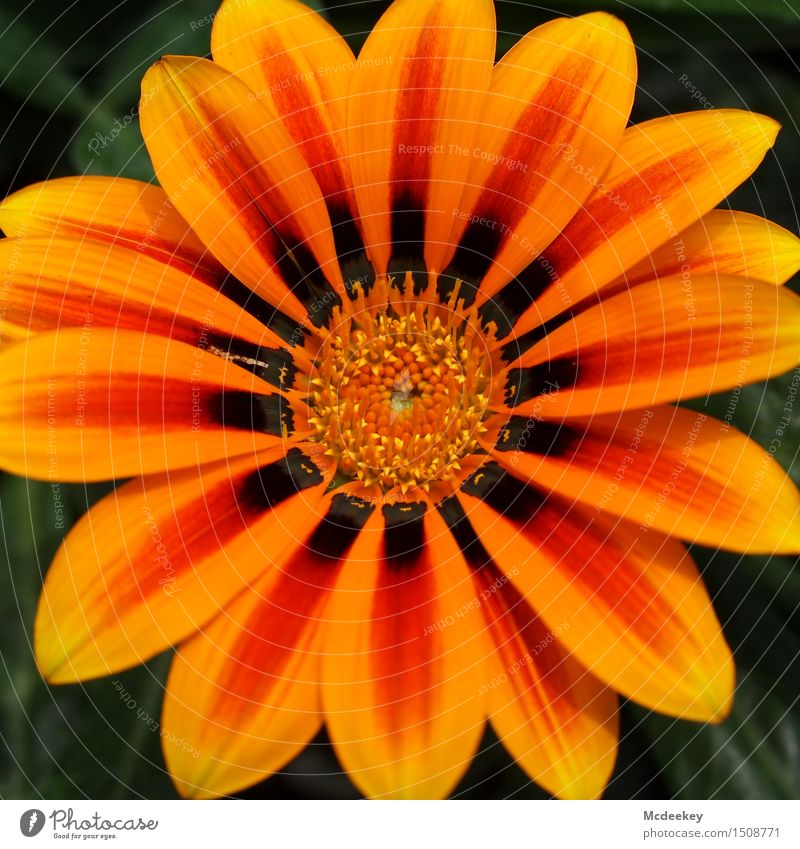 Für dich solls bunte Blumen regnen,... Umwelt Natur Pflanze Sonne Sommer Schönes Wetter Wärme Blatt Blüte Topfpflanze exotisch Garten Blühend genießen leuchten