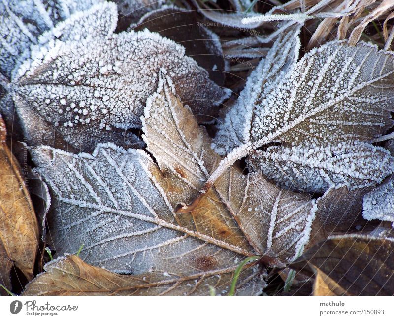 Gänsehaut Winter Frost Blatt kalt braun Eis welk weiß Herbst Trauer Einsamkeit Außenaufnahme Detailaufnahme Schnee