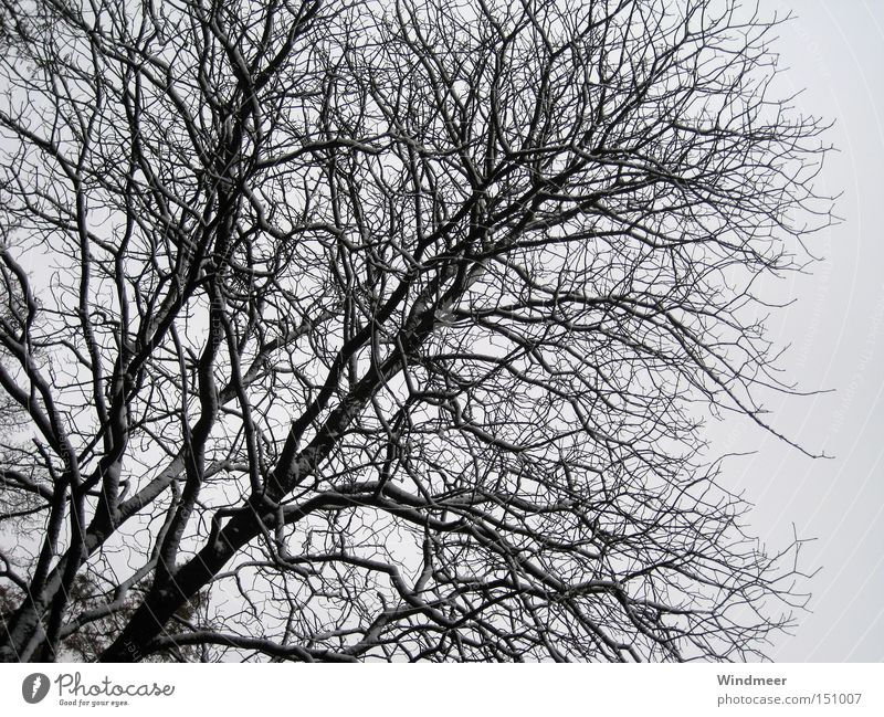Schwarz auf Grau Baum Geäst Sträucher kahl kalt Schnee Holzmehl Wald Winter Zweig cold snow tree