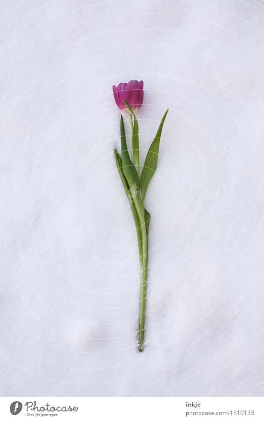 frische Tulpen im Winter Pflanze Eis Frost Schnee Blühend liegen kalt schön grün rosa Klima gefroren auf dem boden einzeln 1 Blumenstrauß Farbfoto Außenaufnahme