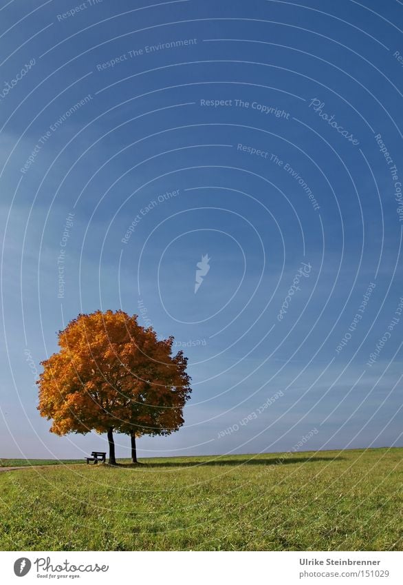 Alleinstehendes Baumpaar mit Herbstlaub vor blauem Himmel Natur Landschaft Schönes Wetter Gras Feld dehydrieren Wachstum nah mehrfarbig grün Glück Sympathie