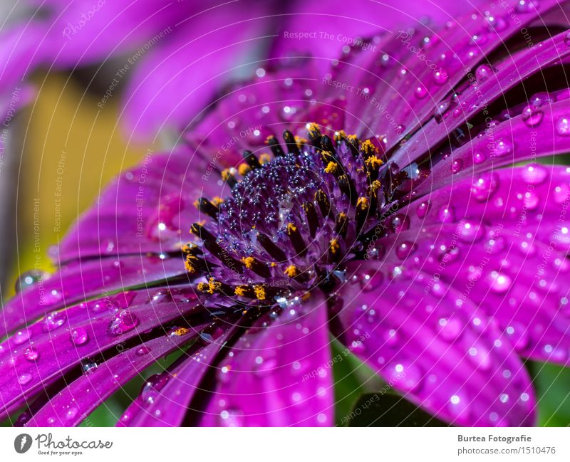 Rain is gone Natur Pflanze Wasser Blume Blüte Garten rosa Kapkörbchen Farbfoto Außenaufnahme Makroaufnahme Menschenleer Tag Licht Totale