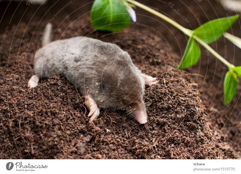 Maulwurf Garten Natur Tier ein lizenzfreies Stock Foto