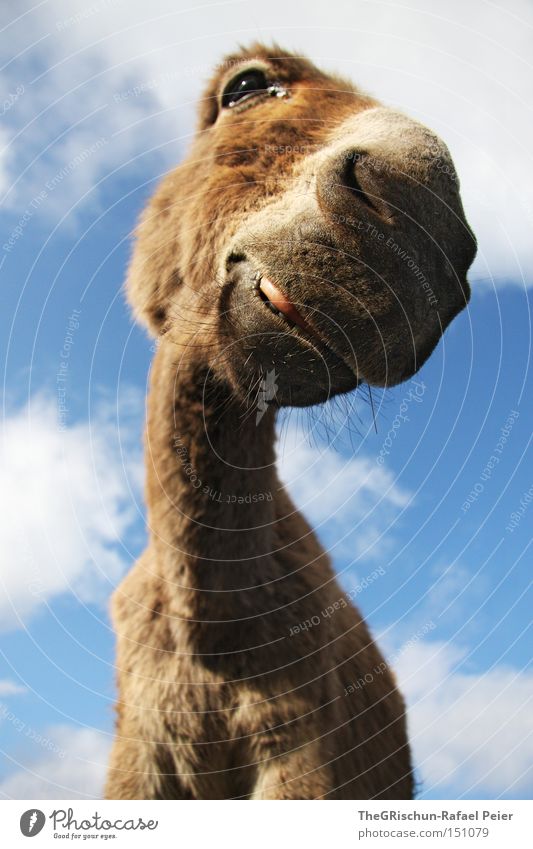 Kein Ohr Esel Lippen Tier Ein Lizenzfreies Stock Foto Von Photocase