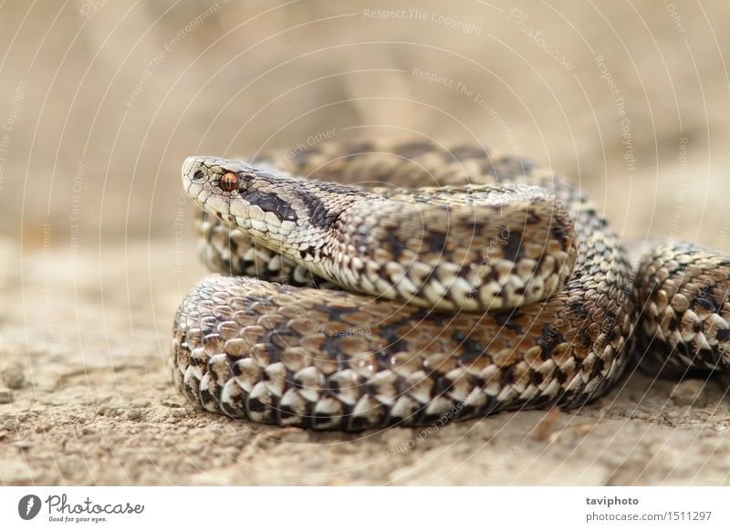Nahaufnahme der weiblichen Wiese Viper Frau Erwachsene Natur Tier Schlange wild grau gefährlich Farbe Schuppen Ottern Reptil Rakkosiensis Fotografie giftig