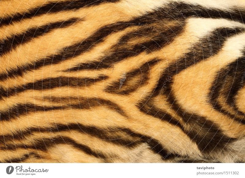 Nahaufnahme auf echtem Tigerfell Design schön Haut Tier Urwald Pelzmantel Leder Behaarung Katze Streifen alt authentisch natürlich wild braun gelb schwarz Farbe