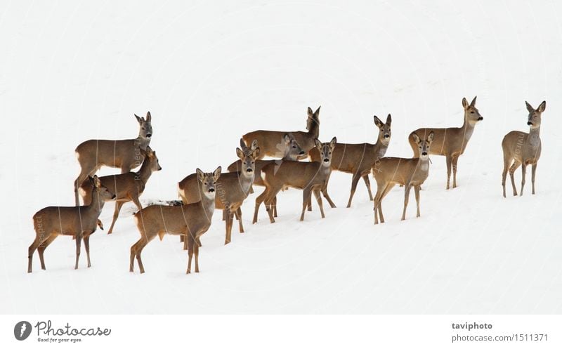 Rehe Herde über weißen Schnee schön Jagd Winter Menschengruppe Natur Tier Pelzmantel beobachten wild braun Kapreolus Tierwelt Rogen Hirsche viele
