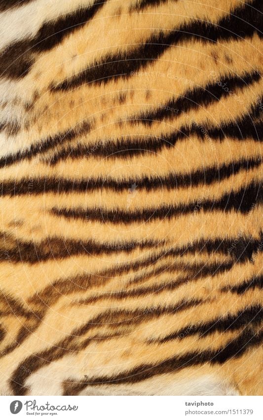 Tiger Echtpelz Stil Design schön Haut Dekoration & Verzierung Natur Tier Urwald Pelzmantel Stoff Leder Behaarung Wildtier Katze Streifen authentisch wild braun