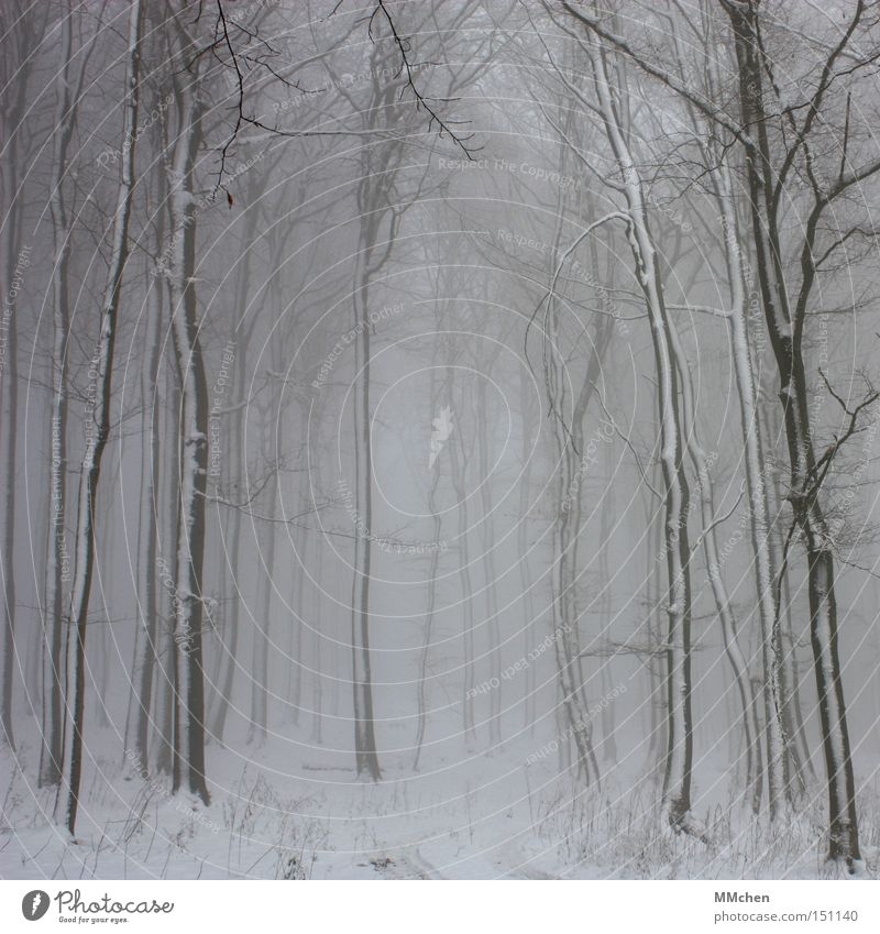 LandLeben Wald Unterholz dunkel Baum Nebel Schnee kalt Märchen mystisch Hexe Eifel Winter Baumstamm Trauer Verzweiflung