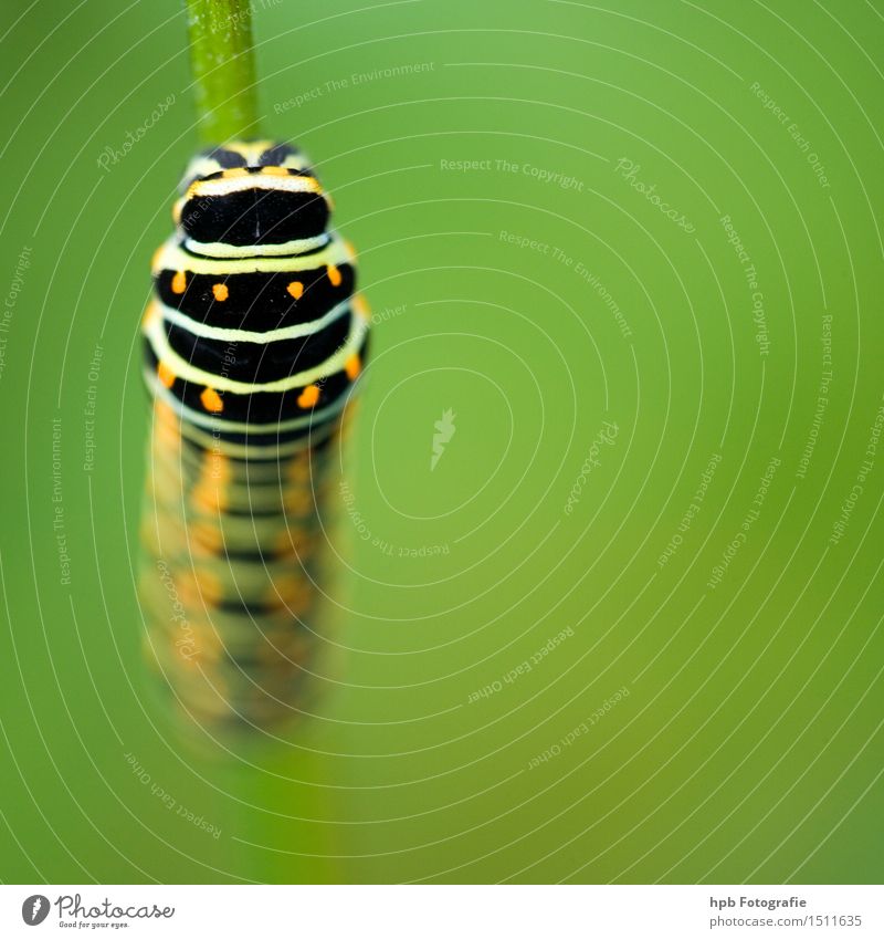 Raupe vom Schwalbenschwanz (Rückansicht) Natur Tier Sommer Wildtier Schmetterling Käfer 1 Bewegung ästhetisch außergewöhnlich schön klein grün Stimmung Tatkraft