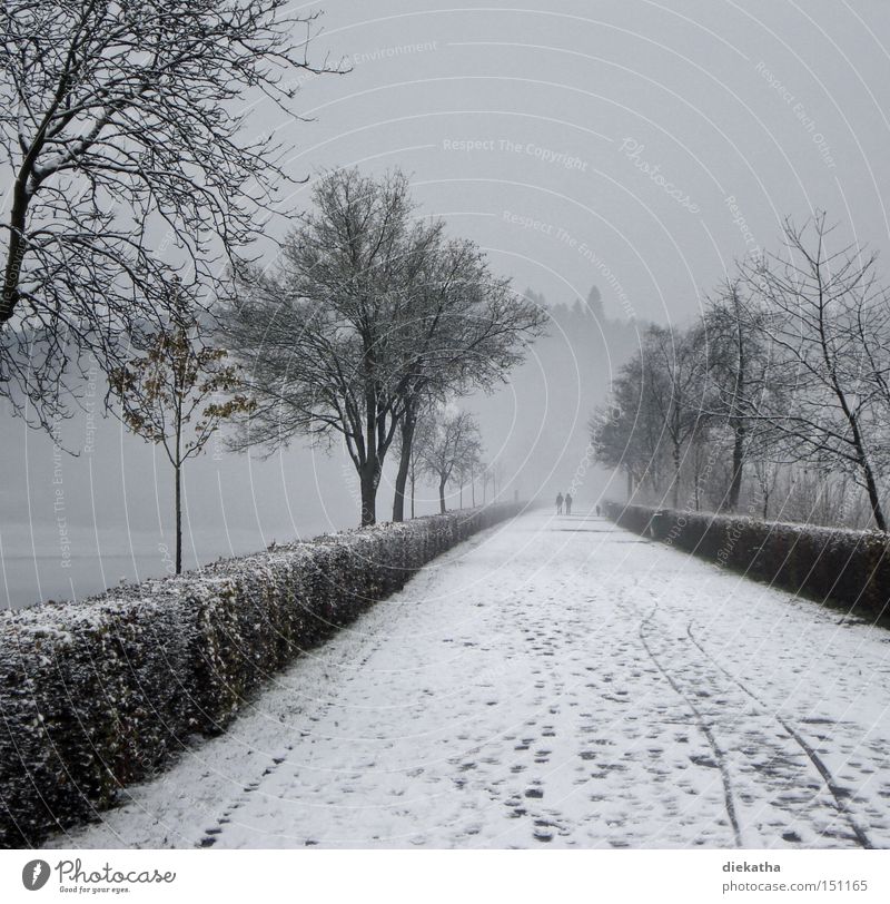 Schwarzweiße Winterromantik Schnee grau Nebel Paar Romantik ruhig Spuren Wege & Pfade geradeaus Baum kalt Trauer Verzweiflung Park paarweise