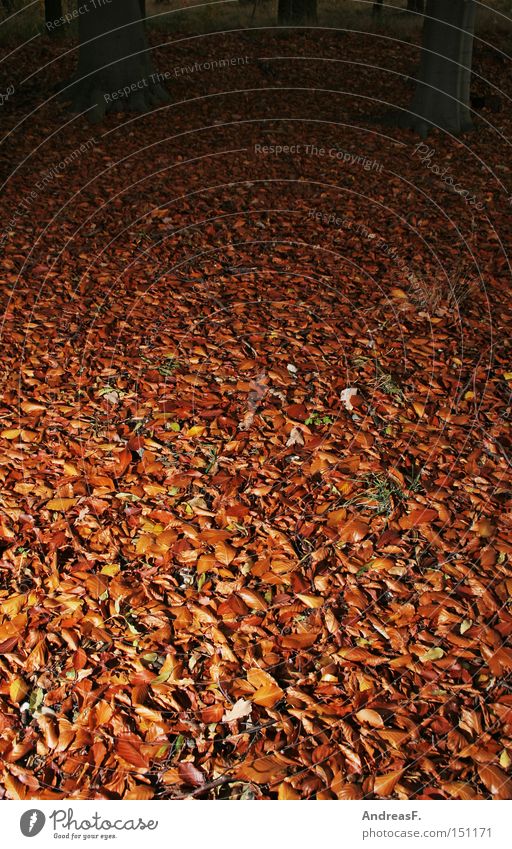 Waldboden Blatt Buchenblatt Herbstlaub herbstlich Buchenwald gruselig Oktober