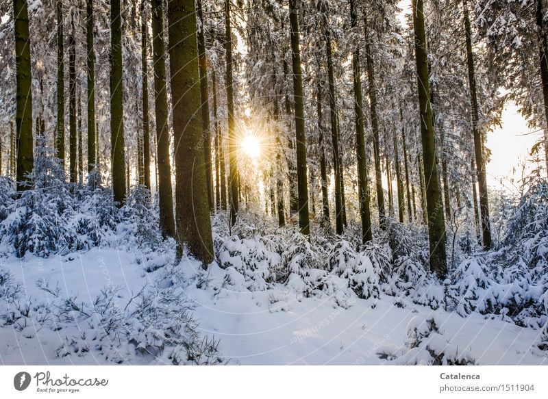 Sonniger Durchblick im verschneitem Wald ruhig Winter Schnee wandern Langlaufen Natur Landschaft Pflanze Sonnenlicht Schönes Wetter Blume Sträucher Tanne