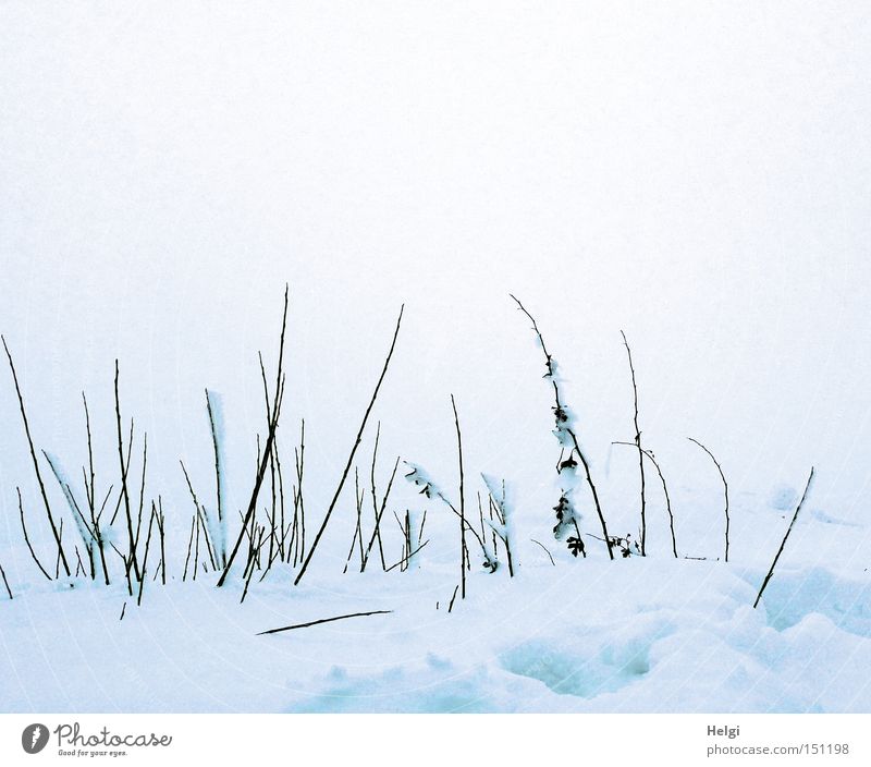 Grashalme ragen aus einer Schneedecke Winter kalt weiß Dezember Zweig Halm Spaziergang Frost Nebel Natur Wetter lang dünn braun Vergänglichkeit